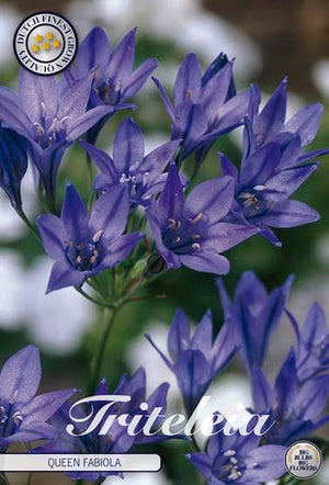 Tritelia 'Koning Fabiola' Flower Bulbs – 5/6