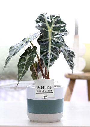 Alocasia Polly – 12cm Pot, Approx. 40cm High