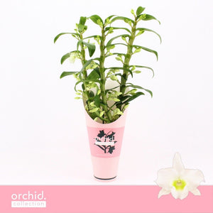White Dendrobium Nobile Orchid – 12cm Pot