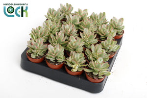 Crassula ‘Moneymaker Variegata’ – 5.5cm Pot