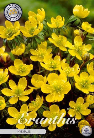 Winter Aconite (Eranthis hyemalis) Flower Bulbs