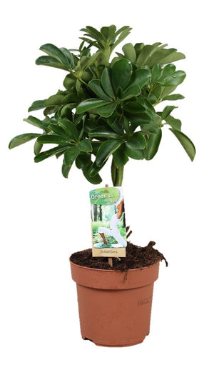 Dwarf Umbrella Tree (Schefflera arboricola) – 17cm Pot