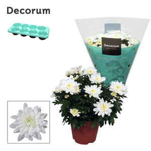 White Chrysanthemum ‘Grandezza’ – 13cm Pot