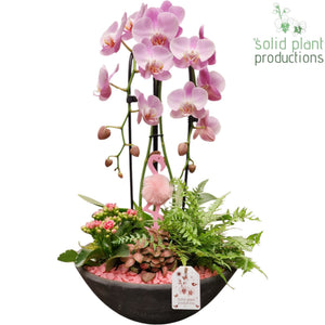 Pink Deluxe Orchid Arrangement – 32cm Terracotta Pot