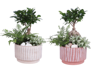 Year-Round Indoor Plant Arrangement – 20cm Natural Ceramic Pot