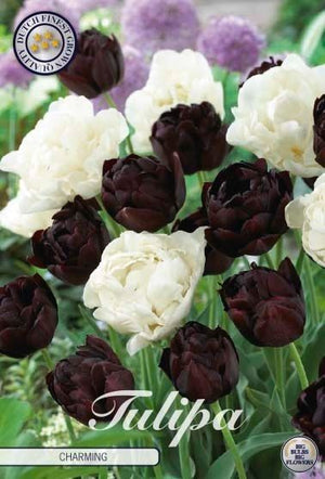 Tulipa ‘Garden Charming’ Flower Bulbs – 12/+