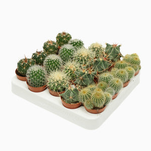 Mixed Cactus Collection – 5.5cm Pot
