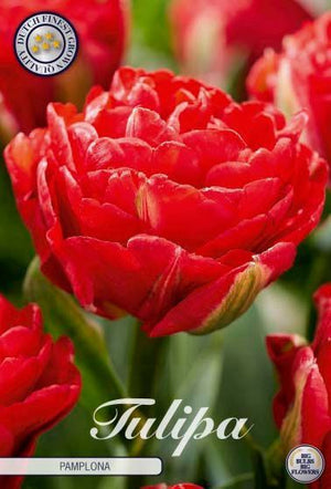 Tulip ‘Pamplona’ Double Late Flower Bulbs – 7 Bulbs