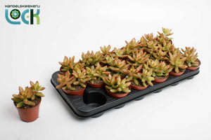 Sedum adolphii Succulent – 8.5cm Pot