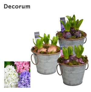 Zinc Bucket Plant Arrangement – 13cm Pot