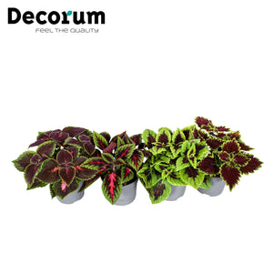 Coleus Mixed Colours (Plectranthus) – 13cm Pot