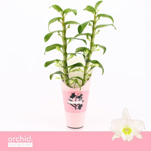 White Dendrobium Nobile Orchid – 12cm Pot