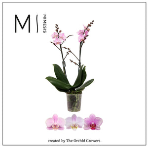 Light Pink Phalaenopsis Orchid – 12cm Pot