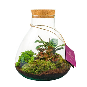 Medium Erlenmeyer Glass Terrarium Arrangement – 24cm
