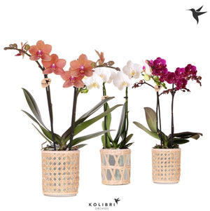 Mixed Phalaenopsis Orchid – 9cm Pot, 40cm High