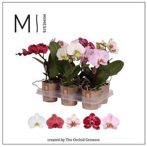 Mixed Phalaenopsis Orchid – 12cm Pot, 45cm High