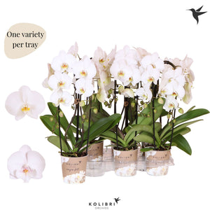 White Phalaenopsis Orchid – 2 Stem, 12cm Pot