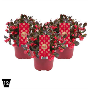 Red Gaultheria ‘Ciao Bella’ – 12cm Pot