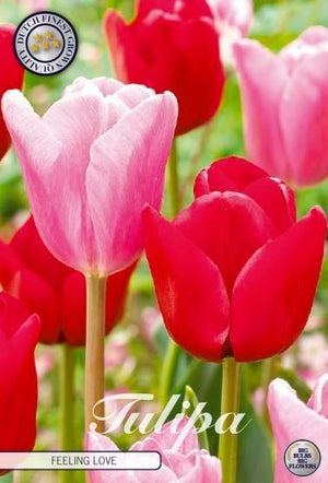 Tulipa ‘Garden Feeling Love’ Tulip Bulbs – Pack of 10