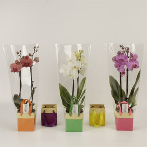 Mixed Phalaenopsis Orchid – 2 Stem, 12cm Pot