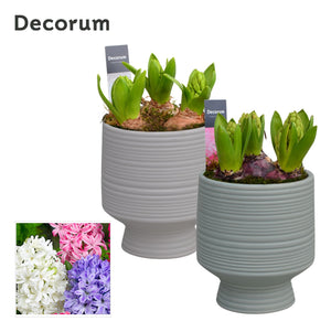 Hoya Arrangement in Ceramic Pot – 13cm