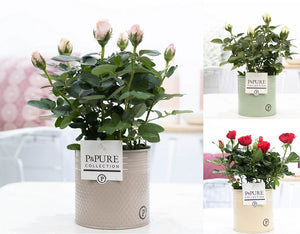 Mixed Rose Houseplant – 12cm Pot