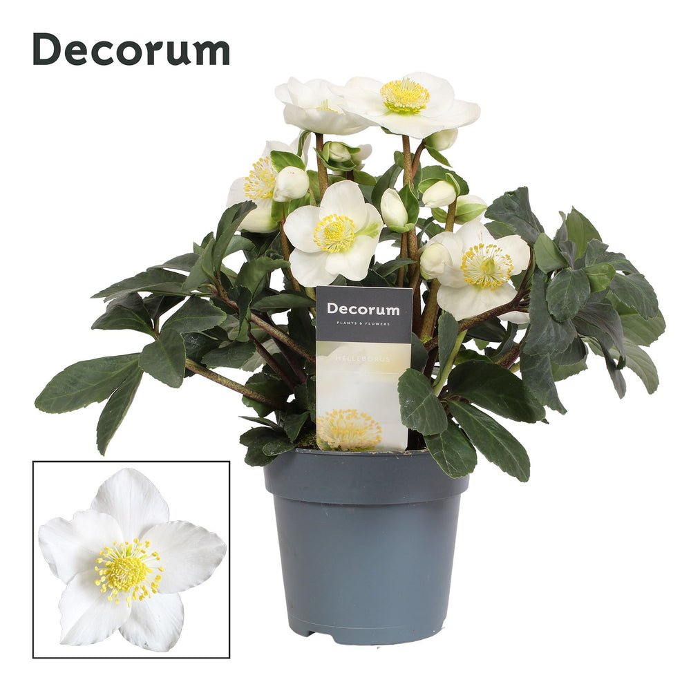 Christmas Rose Helleborus – White, 15cm Pot