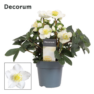Christmas Rose Helleborus – White, 15cm Pot