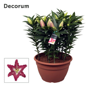 Pink Oriental Lily (Lilium Oriental Group) – 35cm Pot