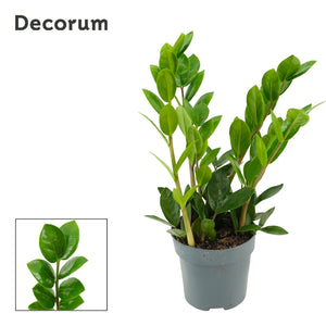 Zamioculcas ‘Lima’ – 10.5cm Pot, 30cm High