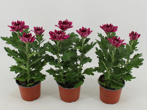 Mixed Chrysanthemum (Chrysanthemum indicum) – 12cm Pot