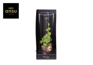 Snaily Dischidia Arrangement – 13cm Glass Cylinder