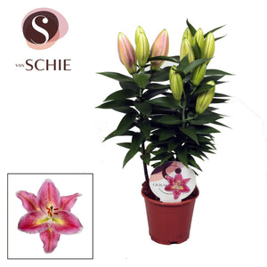 Pink Oriental Lily (Lilium) – 13cm Pot