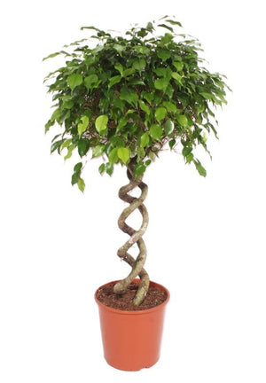 Ficus Benjamina ‘Exotica’ Double Spiral – 30cm Pot