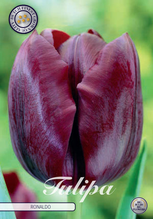 Tulipa ‘Ronaldo’ Triumph Tulip Bulbs – Pack of 10