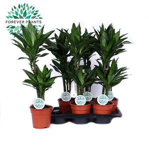 Janet Lind Dragon Tree (Dracaena fragrans) – 17cm Pot
