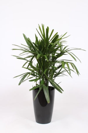 Lady Palm (Rhapis excelsa) – 29cm Pot, 120cm High