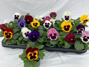 Mixed Viola F1 ‘Gemengd Matrix’ – 9cm Pot