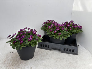 Viola Cornuta ‘Tangarine’ – 23cm Pot