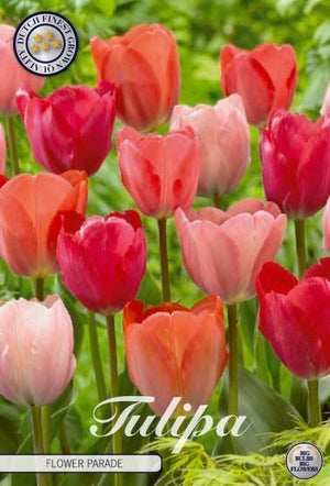 Tulipa ‘Garden Flower Parade’ Tulip Bulbs – 10 Pack