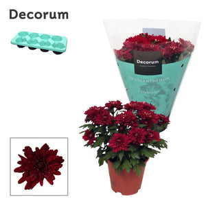 Red Chrysanthemum (Chrysanthemum indicum) – 13cm Pot