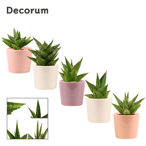 Crown Snake Plant (Sansevieria) – Maui Ceramic Pot, 6cm
