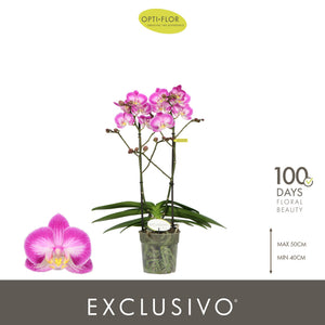 Pink Phalaenopsis Orchid ‘Cupido’ – 12cm Pot