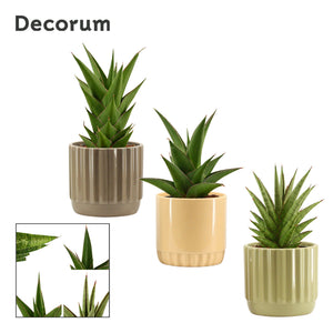 Sansevieria ‘Crown’ Mixed – Liam Ceramic Pot, 12cm