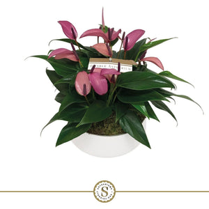 Purple Anthurium ‘Zizou’ – 17cm Ceramic Pot