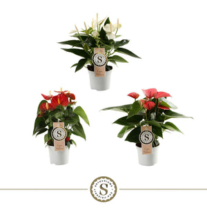 Mixed Anthurium Houseplant – 9cm Pot