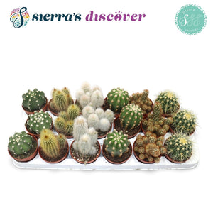 Mixed Cactus and Succulent Collection – 8.5cm Pot