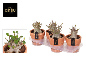 Adenium Baobab Desert Rose – 17cm Pot