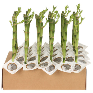 Lucky Bamboo (Dracaena sanderiana) – 5cm Pot, 30cm Tall