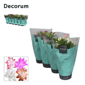 Mixed Schlumbergera Christmas Cactus – 9cm Pot